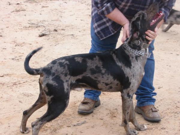 Gold Star's C.H. Boogie | Catahoula Leopard Dog 