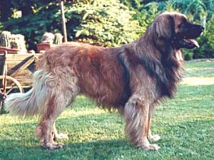 Don-Radjhi v. Steinshof | Leonberger 