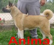 Anima | Akita 