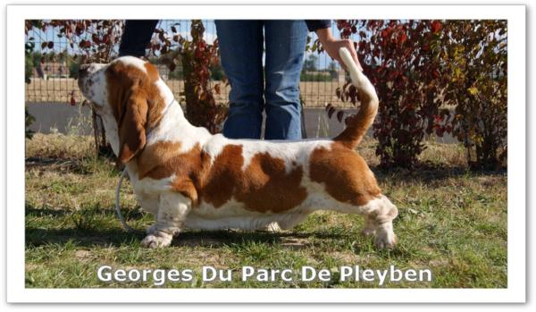 Georges du parc de pleyben | Basset Hound 