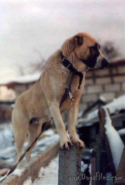 Gretta | Central Asian Shepherd Dog 