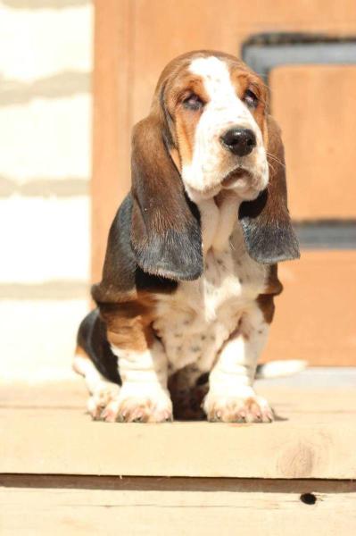 Nasledie Nibelungov Elesta | Basset Hound 