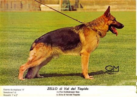 Zello di Val del Tiepido | German Shepherd Dog 