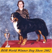 Riccarron Zuperhezuzu | Bernese Mountain Dog 