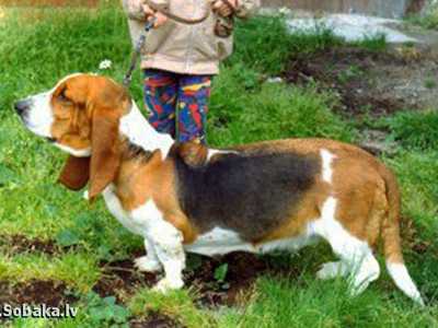 Bianka Dzhin Sudarynya | Basset Hound 