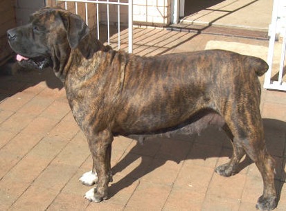 Marvell Annalize Bagira | African Boerboel 