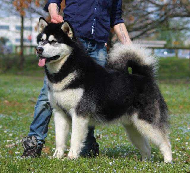 Black Star Del Biagio | Alaskan Malamute 