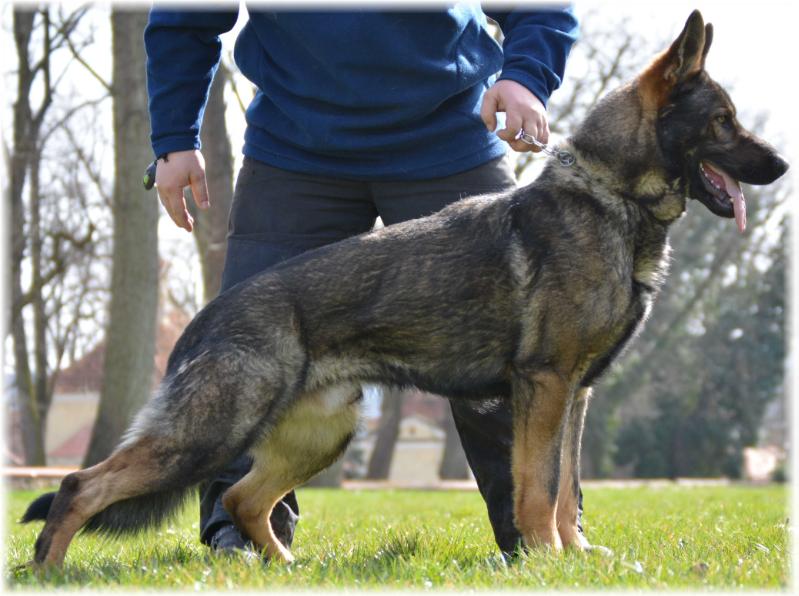 HAGO z Jan-Ru | German Shepherd Dog 