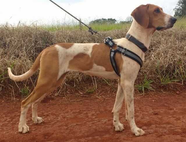 CAPOTIRA DA SERRA DA CANASTRA | Rastreador Brasileiro 