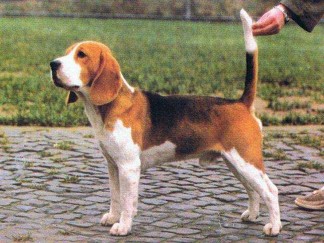 True Line's Demure Cromer | Beagle 