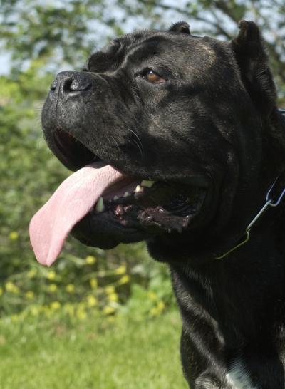 BUCCANEER CACOBES | Cane Corso 