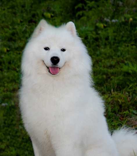 Jina Bell | Samoyed 