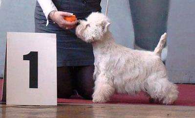 Kiss My Princess Voldemort | West Highland White Terrier 