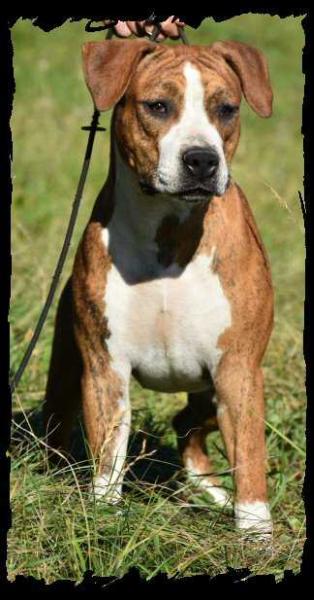 Vulcain's Canaille MJ Zébrure Féline Ombrée | American Staffordshire Terrier 