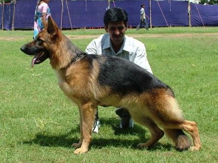 GOLDWINS ALEX | German Shepherd Dog 