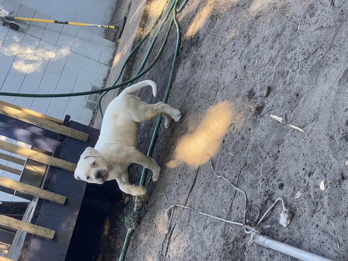 Cruz’s xena | American Bulldog 