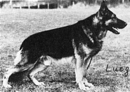 Bert vom Haus Knüfken | German Shepherd Dog 