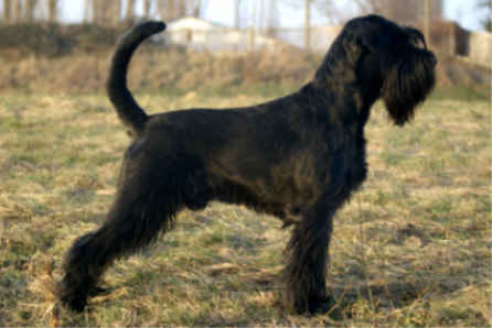 Ramses vom grauen Papagei | Standard Schnauzer 