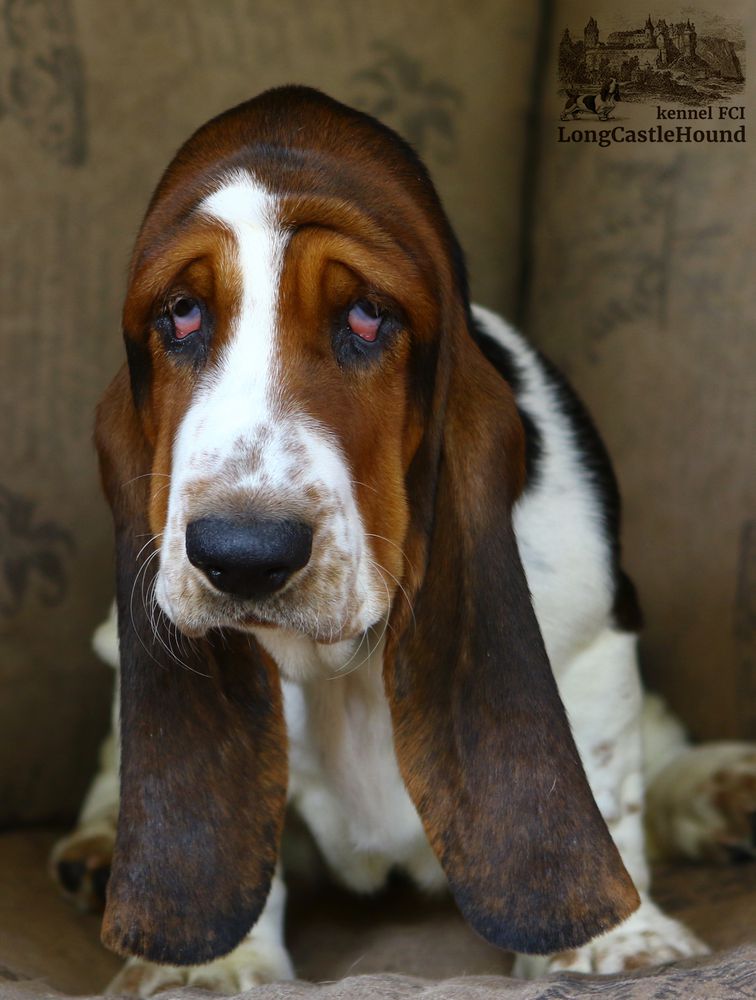 IDA WILD ROSE LONG CASTLE HOUND | Basset Hound 