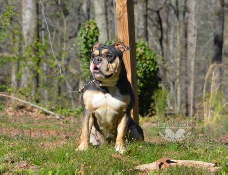 TITANIUM'S PRINCESS MOANA OF KHAOS KENNELS | Olde English Bulldogge 