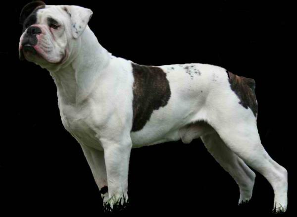 TraDar's Capone’s Right Hand man "Nitti" | Olde English Bulldogge 