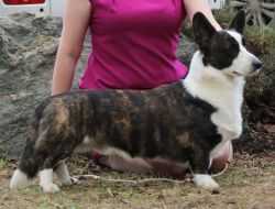 TWINAN JUST A SINNER | Cardigan Welsh Corgi 