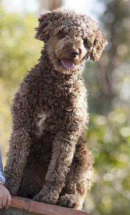 Linda (La Vega de Mijas) | Spanish Water Dog 
