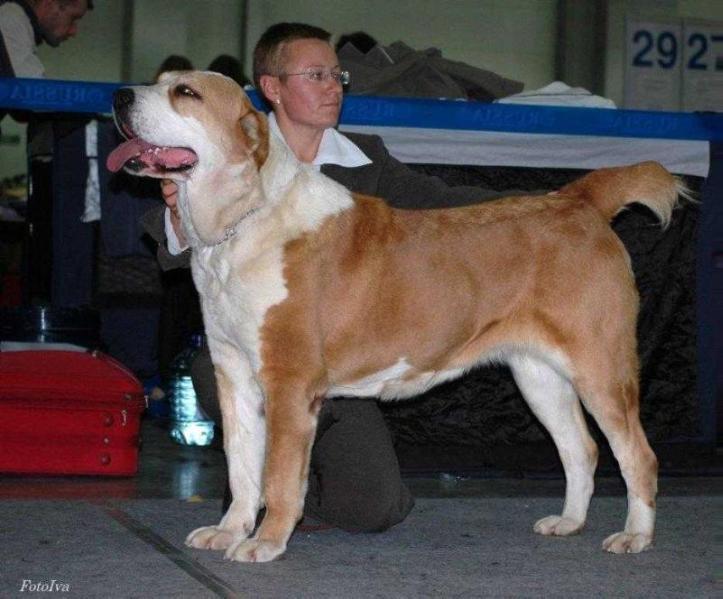 sary shaitan elchi | Central Asian Shepherd Dog 