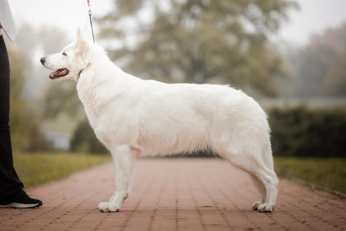 AURORA Alba Patronus | White Swiss Shepherd Dog 