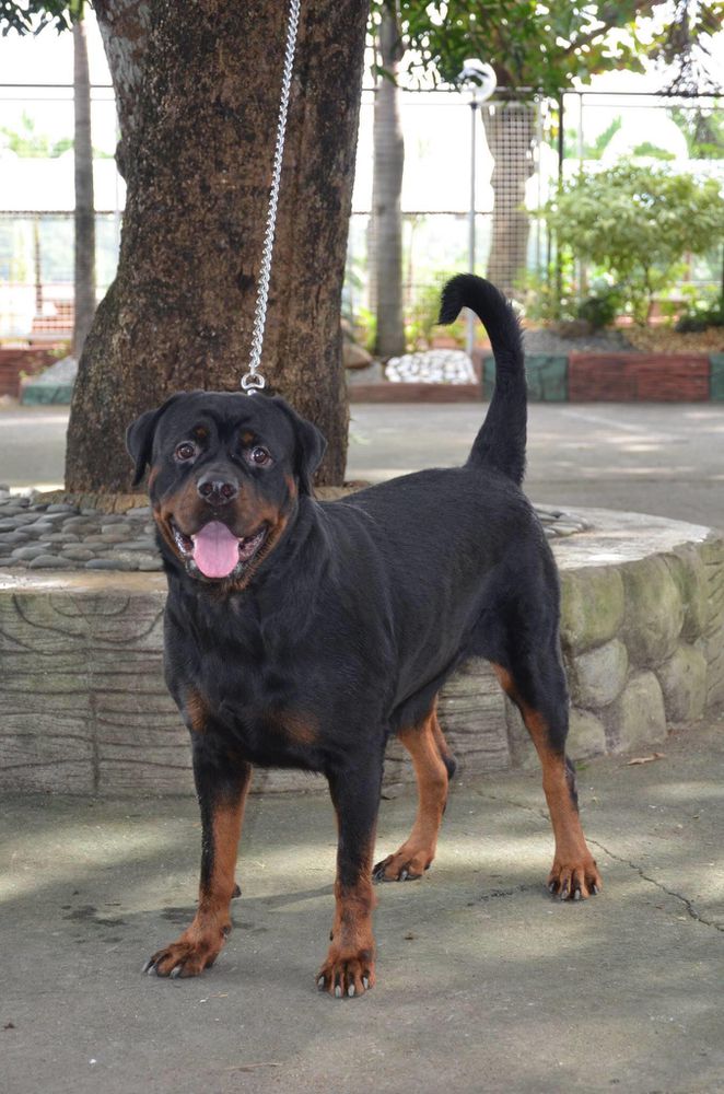 Gretel Skye of Max Cooper | Rottweiler 