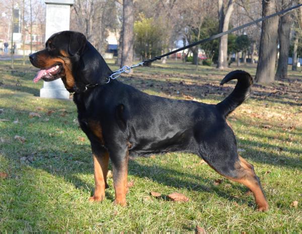 Efi del Modero Rott. | Rottweiler 