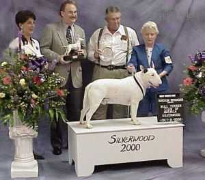 D Bar Bodacious ROM | Bull Terrier 