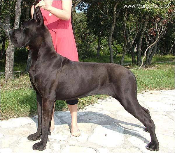 HASHIMA Margarejro | Great Dane 