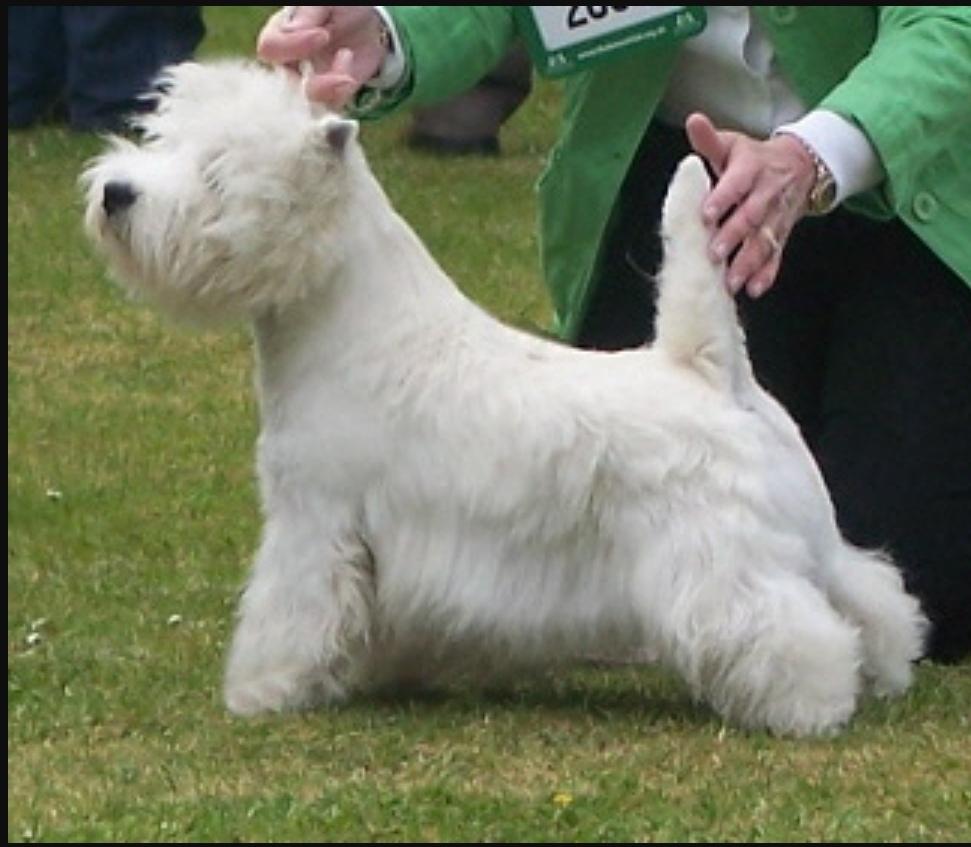 Krisma Spitnpolish | West Highland White Terrier 