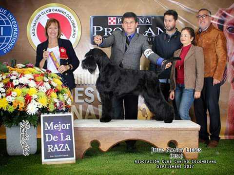 Belrod Canarias Friga | Giant Schnauzer 