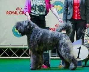 GREY TETIS IRONMAN | Bouvier des Flandres 