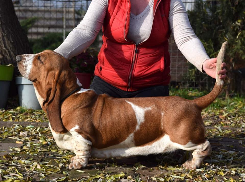 Nagyhegyi Pajkos Shake It Off | Basset Hound 