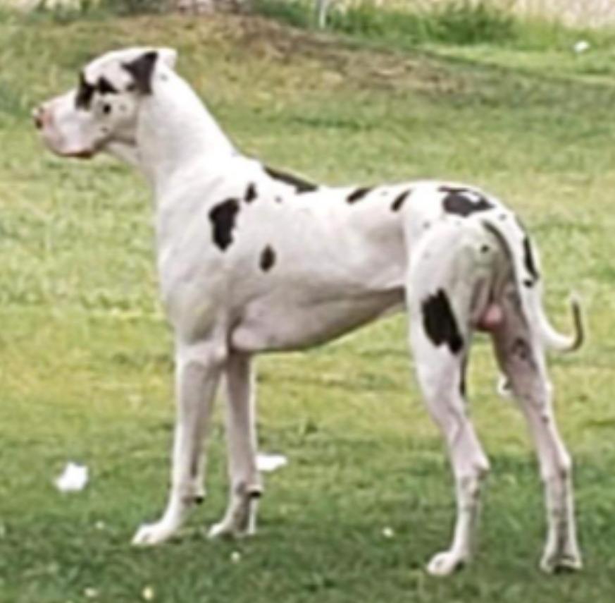 Jupiter's Sharp Edged Kunai | Great Dane 