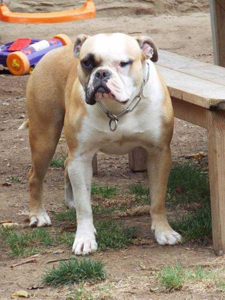 Linka of The Dog Structured | American Bulldog 