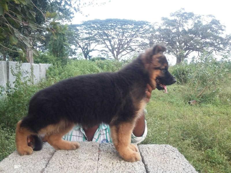 DON1 | German Shepherd Dog 