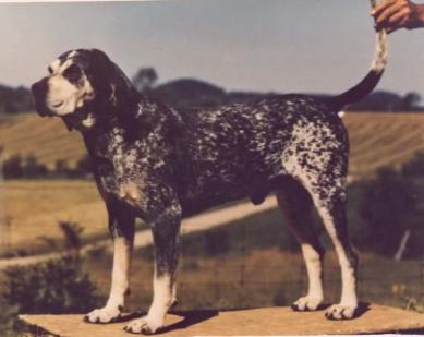 Valley River Bl. Diamond | Bluetick Coonhound 