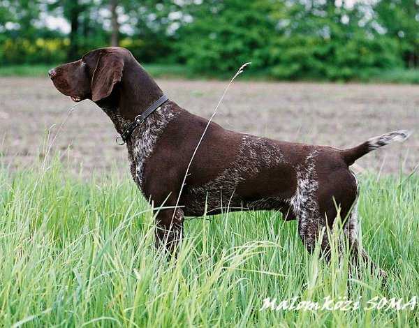 Malomkozi SOMA | German Shorthaired Pointer 