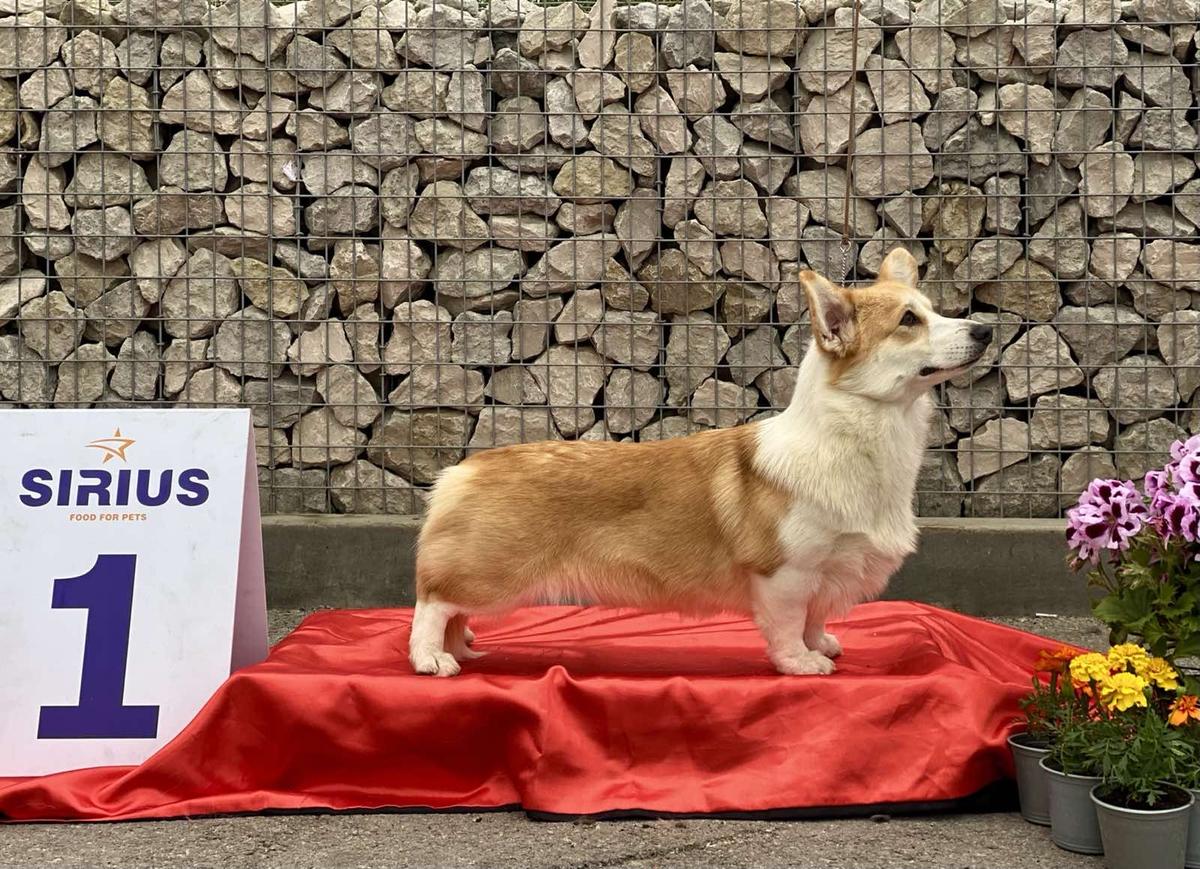 Telman Haus Fanzy | Pembroke Welsh Corgi 