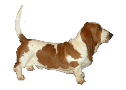 Amir | Basset Hound 