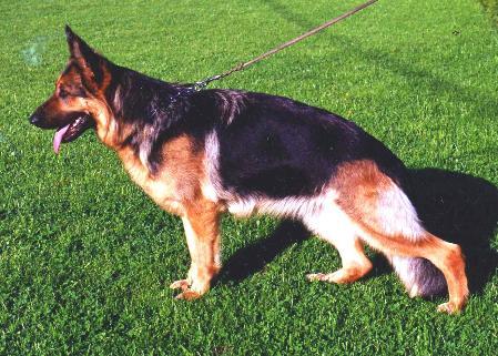 Mona vom Hirschel | German Shepherd Dog 