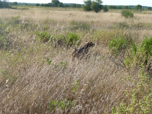 Pradellinensis Volga | German Shorthaired Pointer 