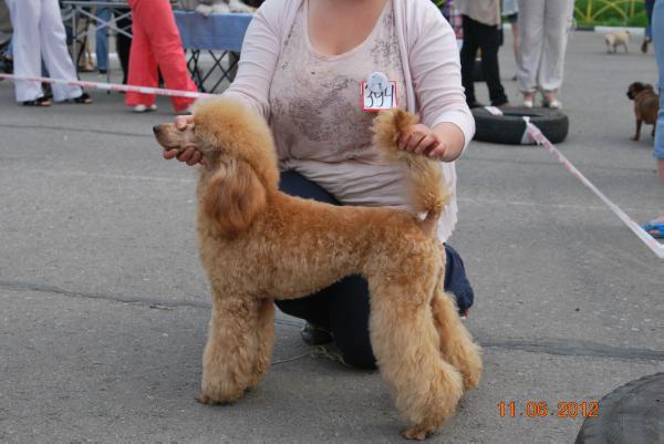 Le Rouge Feerique iz Mimoletnogo Videnija | Poodle 