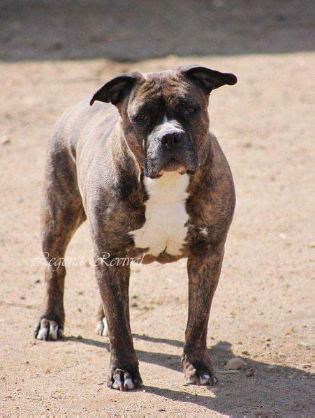 SHANS KALLISTO | American Staffordshire Terrier 
