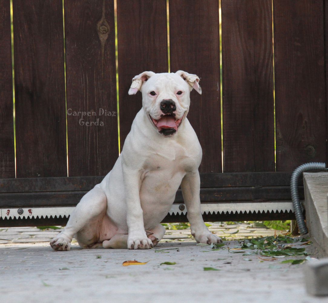 Carpen Diaz Gerda | American Bulldog 