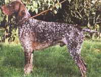 URS KS V HEGE HAUS | German Shorthaired Pointer 